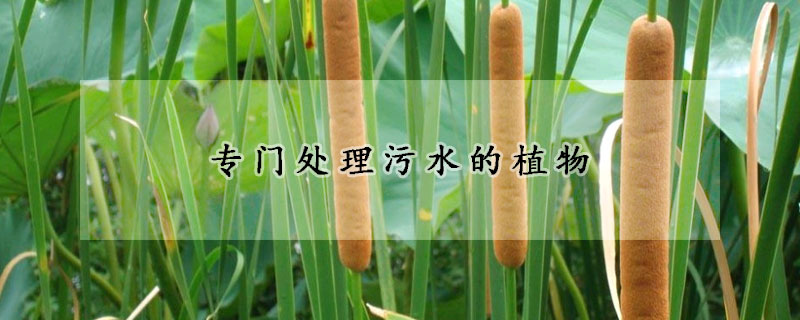 专门处理污水的植物