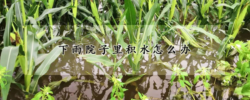 下雨院子里积水怎么办