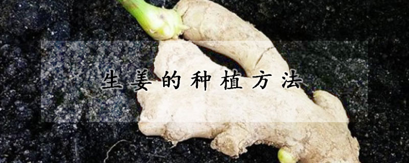 生姜的种植方法