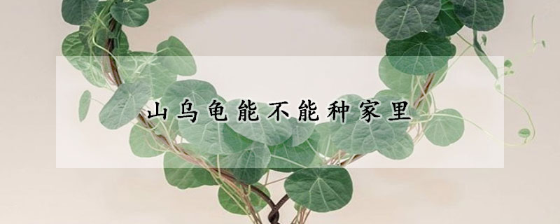 山乌龟能不能种家里