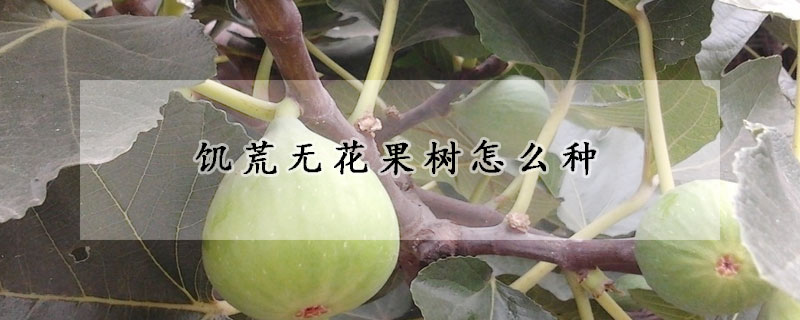 饥荒无花果树怎么种