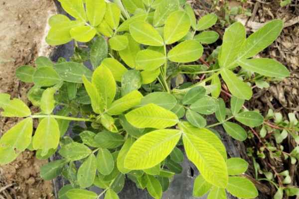 花生最佳种植时间