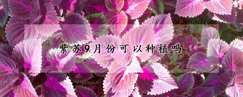 紫苏9月份可以种植吗