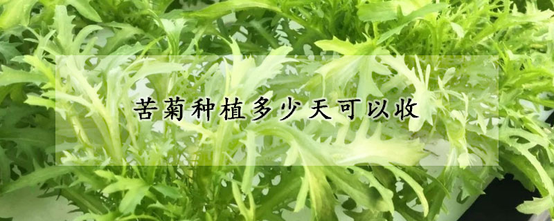 苦菊种植多少天可以收