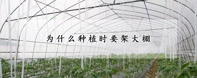 为什么种植时要架大棚