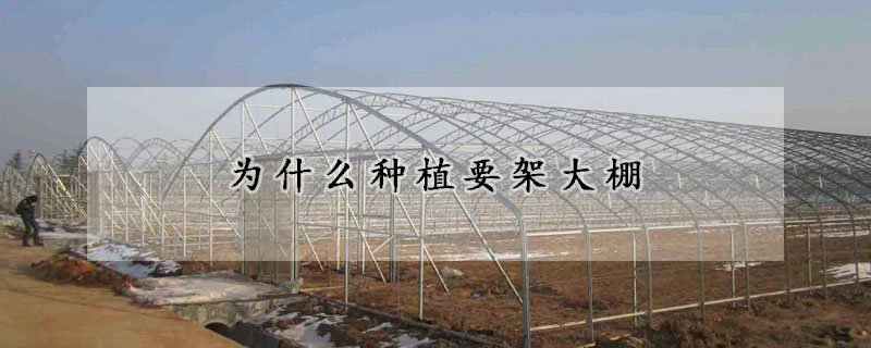 为什么种植要架大棚