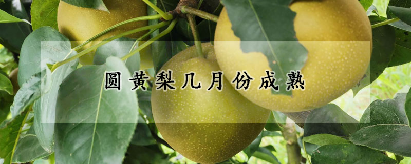 圆黄梨几月份成熟