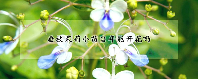 垂枝茉莉小苗当年能开花吗