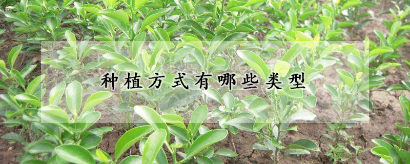 种植方式有哪些类型