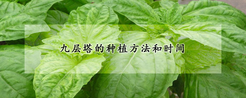 九层塔的种植方法和时间