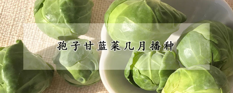 孢子甘蓝菜几月播种