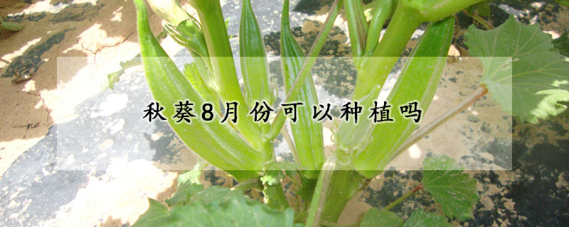 秋葵8月份可以种植吗