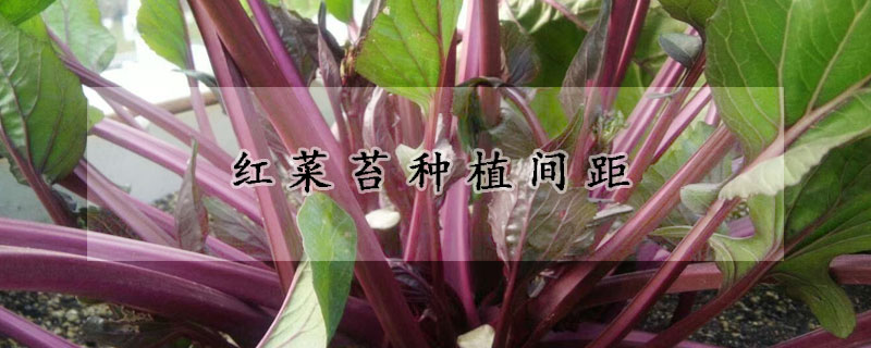 红菜苔种植间距