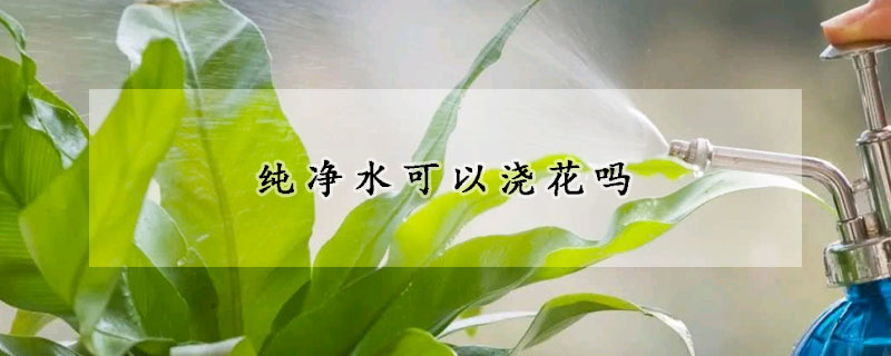 纯净水可以浇花吗