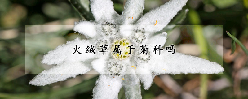 火绒草属于菊科吗