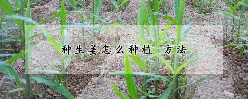 种生姜怎么种植 方法