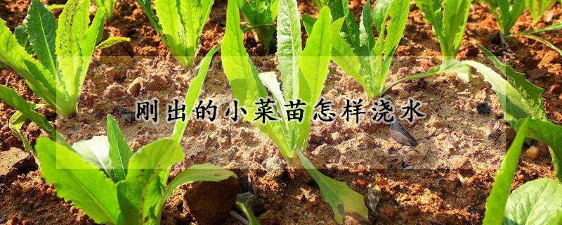 刚出的小菜苗怎样浇水