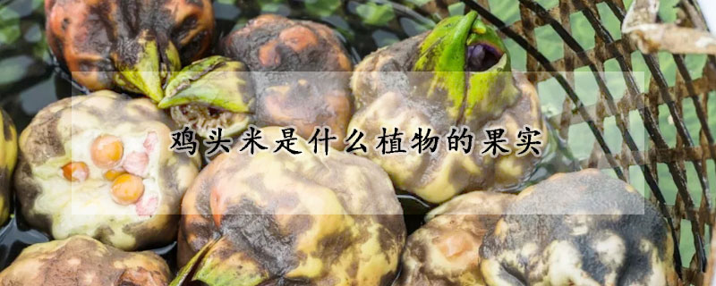 鸡头米是什么植物的果实