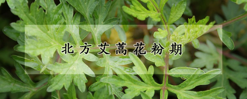 北方艾蒿花粉期