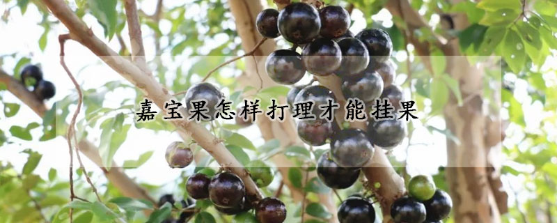 嘉宝果怎样打理才能挂果