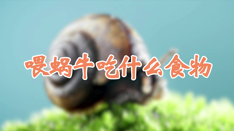 喂蜗牛吃什么食物