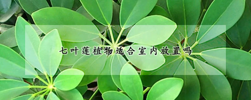 七叶莲植物适合室内放置吗