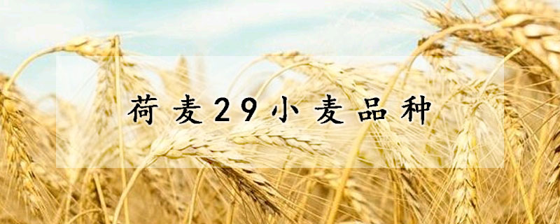 荷麦29小麦品种