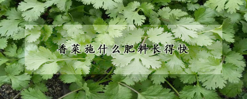 香菜施什么肥料长得快