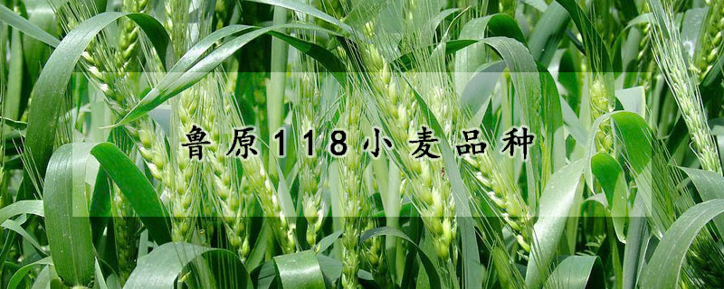 鲁原118小麦品种