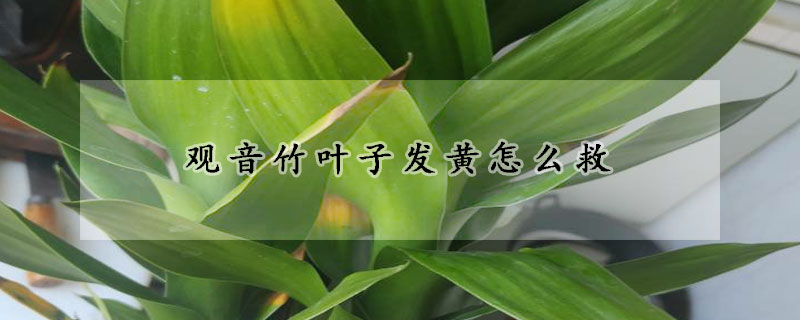 观音竹叶子发黄怎么救