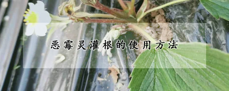 恶霉灵灌根的使用方法