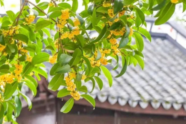 桂花树的风水禁忌 桂花树的风水禁忌有哪些