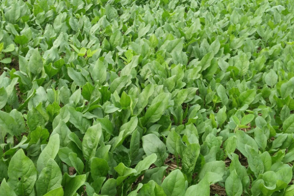 菠菜怎么种植方法视频