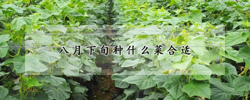 八月下旬种什么菜合适