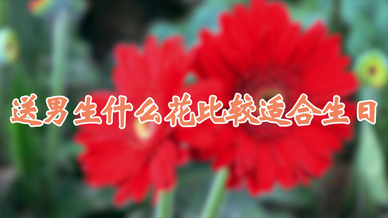 送男生什么花比较适合生日