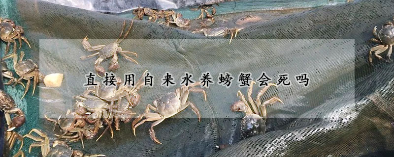 直接用自来水养螃蟹会死吗