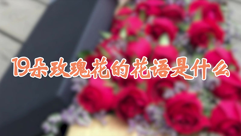 19朵玫瑰花的花语是什么