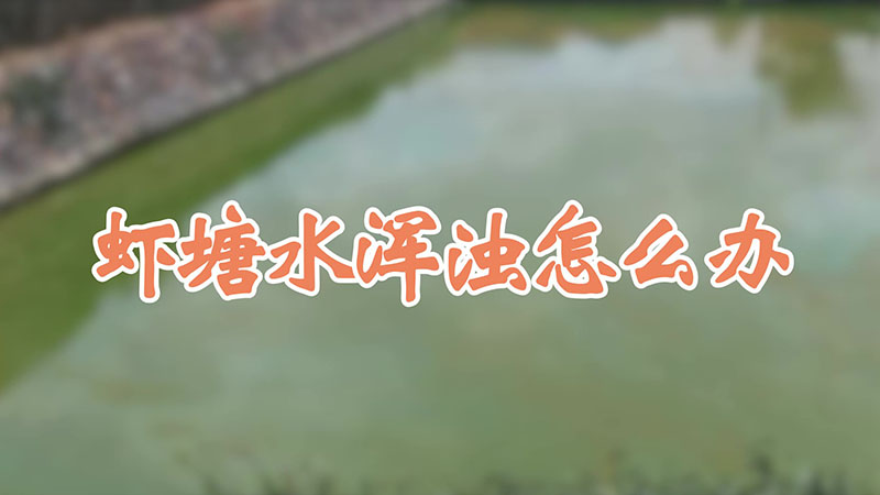 虾塘水浑浊怎么办