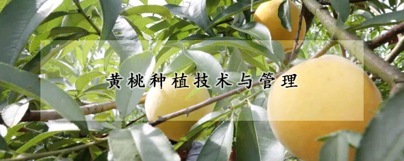 黄桃种植技术与管理
