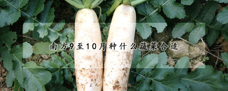 南方9至10月种什么蔬菜合适