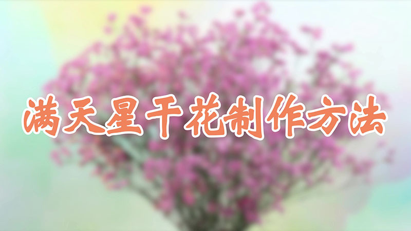 满天星干花制作方法