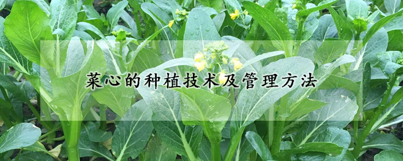 菜心的种植技术及管理方法