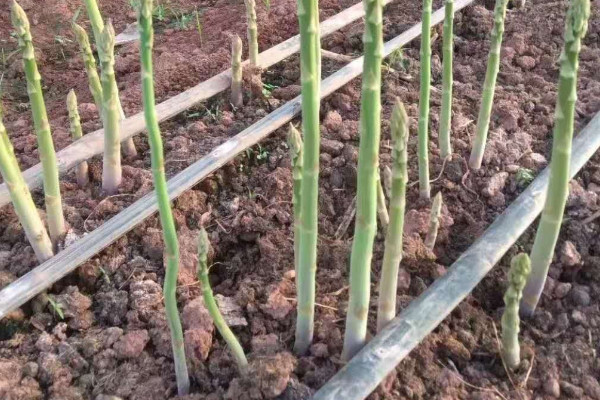 芦笋怎么种植技术视频