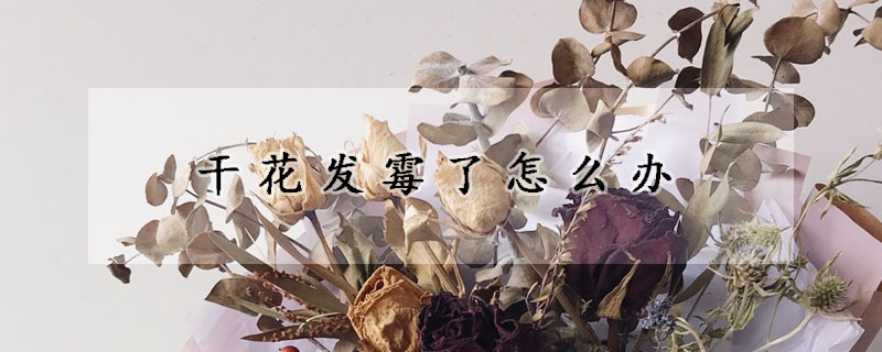 干花发霉了怎么办