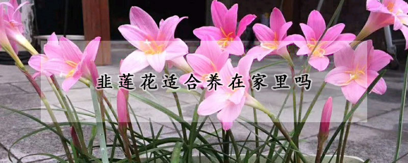 韭莲花适合养在家里吗