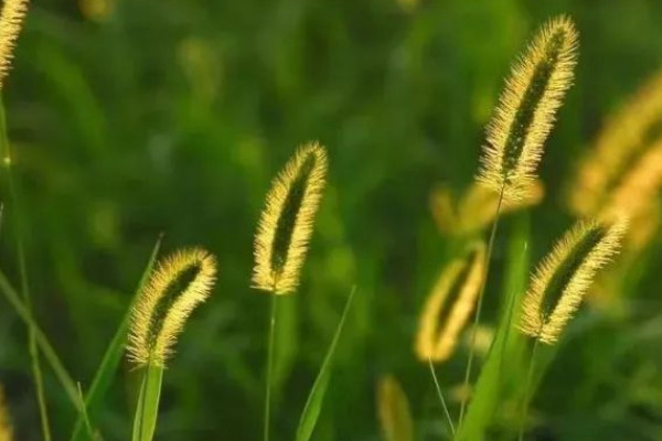 狗尾巴草的花语