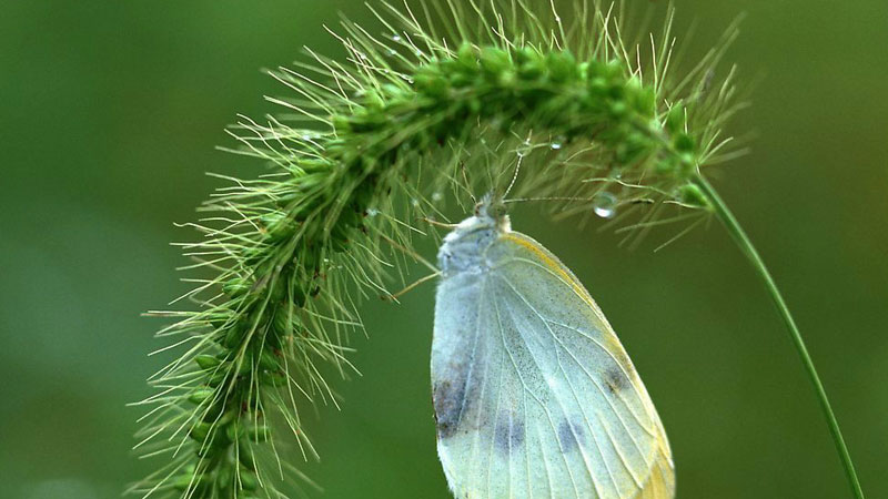 狗尾巴草的花语