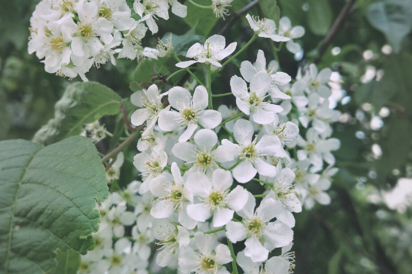 室内种什么植物可驱鼠