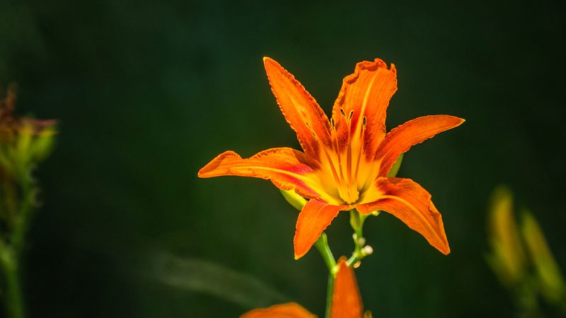 萱草的花语和寓意,象征了什么