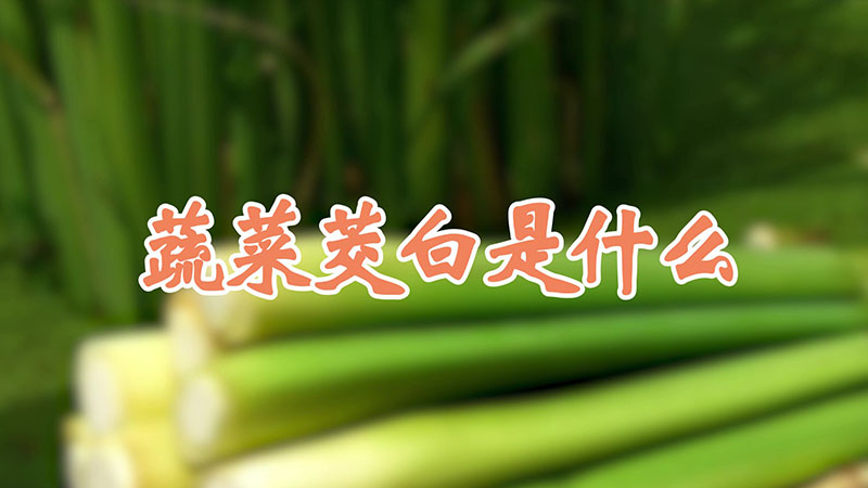 蔬菜茭白是什么